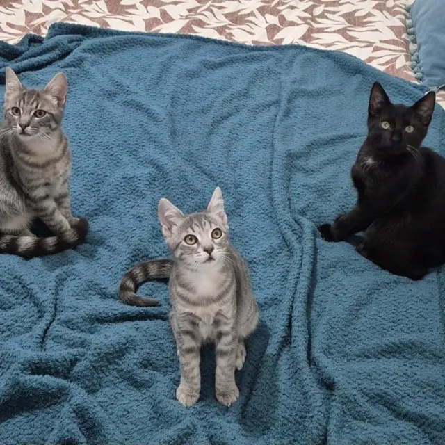 photo lino, pao et tao. ce dernier étant noir, il a eu beaucoup plus de mal à être adopté.  ©  updm