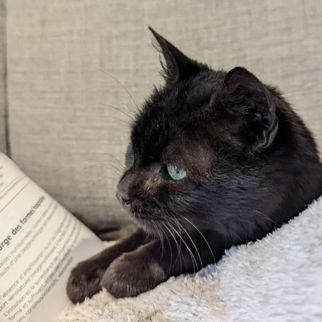 photo chiko, 1 an et demi, est toujours à l’adoption avec l’association une patte dans la main.  ©  updm