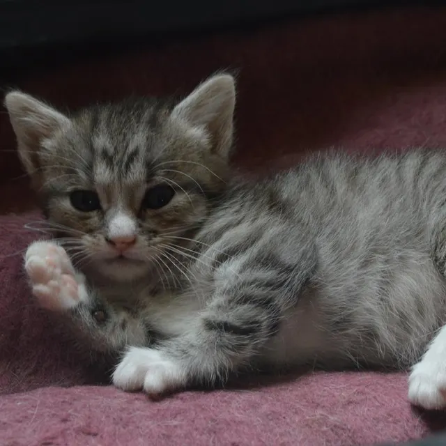photo jugés trop banals, les chats au pelage tigré peinent à trouver des familles d’adoption.  ©  co - camille rivieccio