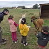 photo les enfants ont rencontré des alpagas.