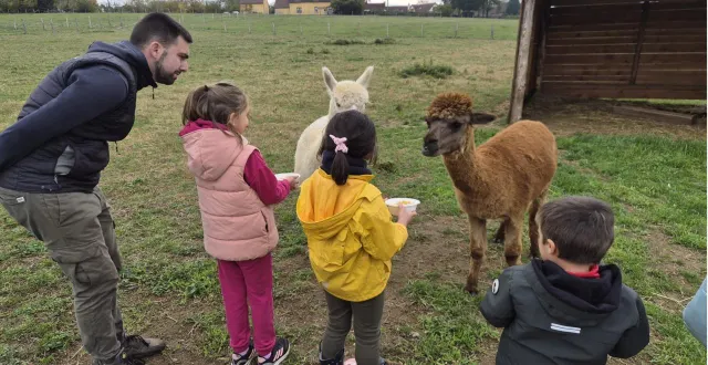 photo  les enfants ont rencontré des alpagas.  &copy;  le maine libre 