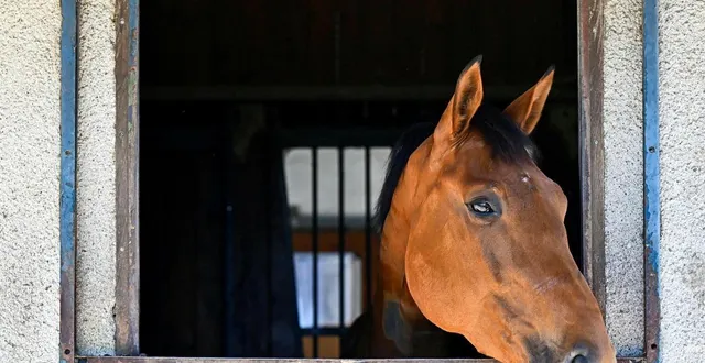 photo  une éleveuse de chevaux en sarthe a porté plainte après la publication de commentaires diffamatoires à son encontre sur le réseau social facebook. dix internautes ont été présentées, ce lundi 3 novembre 2025, devant le tribunal correctionnel du mans.  &copy;  franck dubray / archives ouest france 