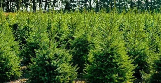 photo  les sapins se préparent pour noël.  &copy;  co 