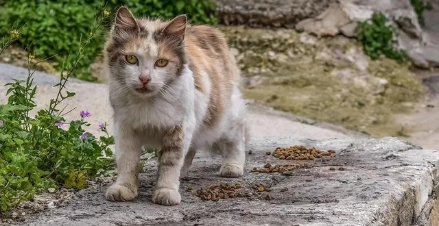 photo  depuis plusieurs mois, de nombreux chats errants sillonnent les rues de tuffé-val-de-la-chéronne.  &copy;  archives illustration co – marie delage 