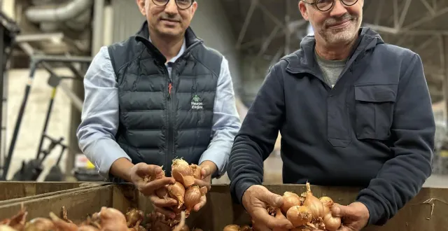photo  avec une production de 1 200 tonnes par an, l’échalote d’anjou est dotée d’une identification géographique protégée depuis 10 ans, qui a permis de conserver ce bulbe à la saveur si douce et particulière.  &copy;  co - emmanuel poupard 