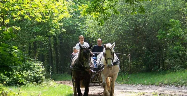 photo  à mortagne-au-perche, on peut s’offrir une balade naturaliste en compagnie de chevaux percherons attelés.  &copy;  archives ouest-france 