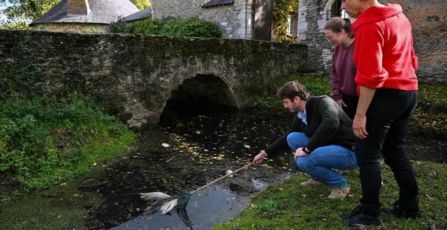 photo  bellevigne-en-layon (faye-d’anjou), le 2 novembre 2025. les riverains du bief de gilbourg ramassent des poissons morts depuis une semaine.  &copy;  co – josselin clair 