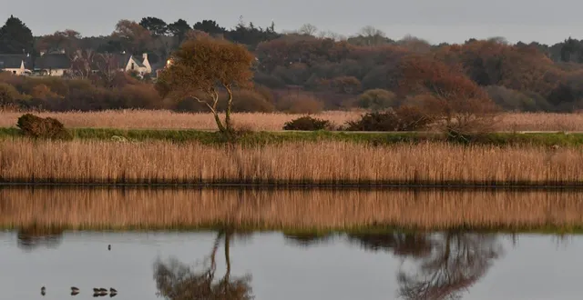 photo  le marais de pen mané, à locmiquélic (morbihan). photo d’illustration.  &copy;  thierry creux / ouest-france 
