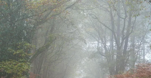 photo  un épais brouillard va se former dans la nuit de samedi 8 à dimanche 9 novembre et subsister jusqu’au matin. prudence sur les routes car la visibilité sera réduite.   &copy;  archives co - aurélien breau 