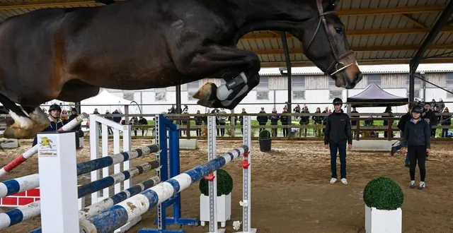 photo  bécon-les-granits, le 8 novembre 2025. tout au long de la journée, une quarantaine de jeunes chevaux de compétition à vendre ont défilé sous les yeux de professionnels et curieux.  &copy;  photo co - laurent combet 