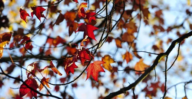 photo  l’été indien s’invite en anjou en novembre.  &copy;  archives le maine libre 