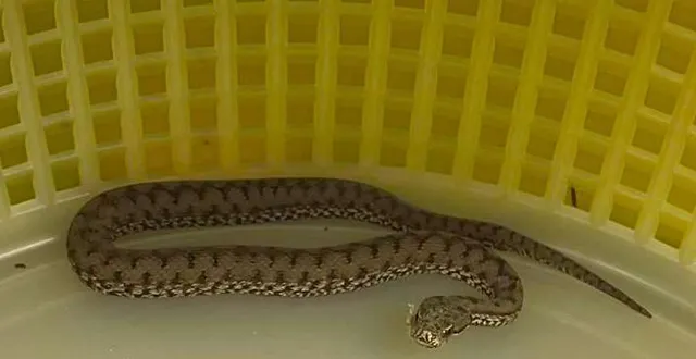 photo  le serpent découvert dans un habitat troglodytique, dimanche 9 novembre 2025.  &copy;  société herpétologique de touraine 