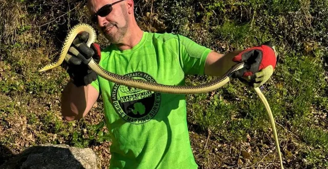 photo  cyril michel, vice-président de la société herpétologique de touraine, avec une couleuvre verte et jaune. elle était entrée dans une habitation et elle a été ensuite relâchée dans son habitat naturel proche du lieu de la rencontre.  &copy;  société herpétologique de touraine 