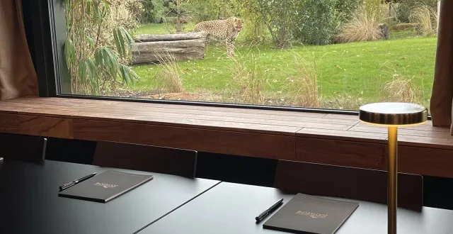 photo  travailler en regardant les guépards, cela existe : au zoo de la flèche.  &copy;  le maine libre 