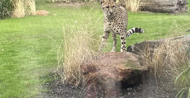 photo  trois nouveaux félins seront accueillis au zoo de la flèche dans les prochains mois.  &copy;  le maine libre 