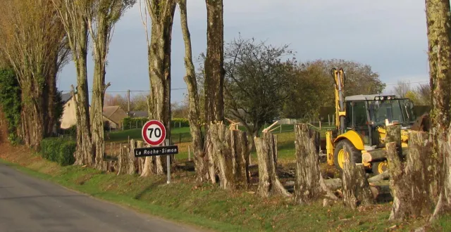 photo  selon le propriétaire, les peupliers menacent de tomber sur la route et sur une ligne électrique.  &copy;  ouest-france 