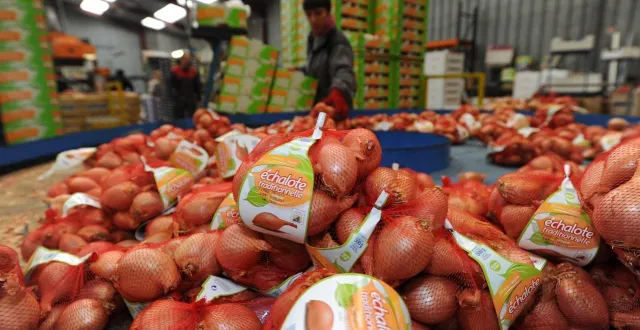 photo  la branche maraîchère de fleuron d’anjou produit 13 000 tonnes de légumes par an dont 1 200 tonnes d’échalotes d’anjou, qui bénéficient de l’identification géographique protégée depuis 10 ans.  &copy;  archives co - laurent combet 