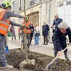 photo  au total, 39 arbres vont être plantés rue chanzy qui s’ajoutent aux 5 conservés place des ifs, près de la cité du film. 