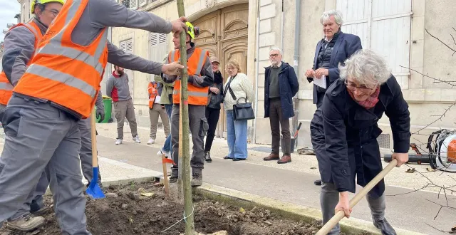photo  au total, 39 arbres vont être plantés rue chanzy qui s’ajoutent aux 5 conservés place des ifs, près de la cité du film.  &copy;  ouest-france 