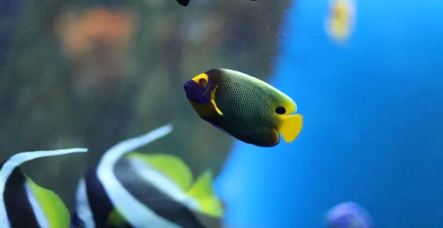 photo  l’aquarium laissé par le squatteur est rempli de nombreux poissons tropicaux.  &copy;  photo d’illustration : pixabay 