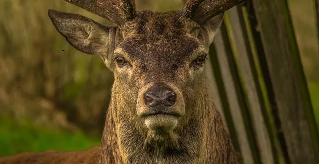 photo  le préfet de la vienne a ordonné l’euthanasie de cervidés et la fermeture d’un élevage illégal sur un domaine privé de chasse à saint-martin-la-pallu. photo d’illustration.  &copy;  diego_torres / pixabay 