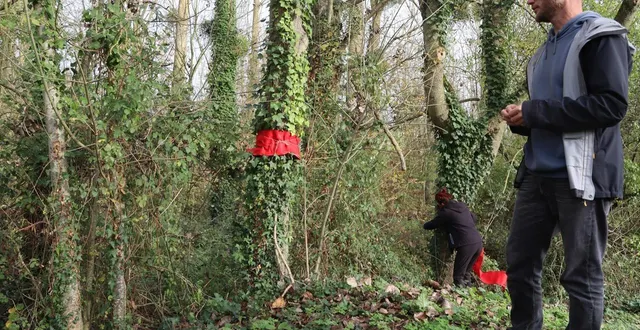 photo  samedi 15 novembre 2025, les membres de l’association aime ont disposé des écharpes autour des arbres remarquables qu’ils souhaiteraient voir conserver.  &copy;  ouest-france 