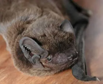 photo  un film sur la noctule, une chauve-souris en voie d’extinction, est proposé à argentonnay en présence du réalisateur.  &copy;  archives jdlo 