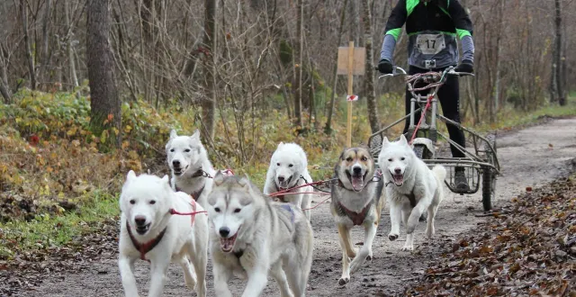 photo  pas moins de 500 chiens sont attendus à l’arche de la nature, ce week-end des 22 et 23 novembre 2025 au mans (sarthe).  &copy;  archives ouest-france 