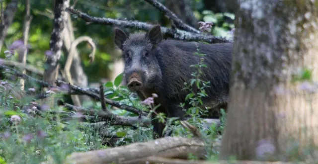 photo  plusieurs sangliers ont causé un accident sur l’autoroute a11, entre paris et le mans, ce mardi 18 novembre 2025 (photo d’illustration).  &copy;  archives ouest-france 