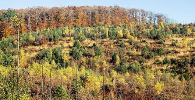 photo  « le changement climatique a un impact direct sur la forêt domaniale de perseigne », observe l’office national des forêts de la sarthe.  &copy;  archives ouest-france. 
