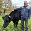 photo  jean-luc cornuel élève quelques bœufs de kobé dans des herbages près de chaufour-notre-dame (sarthe). 