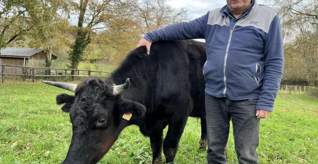 photo  jean-luc cornuel élève quelques bœufs de kobé dans des herbages près de chaufour-notre-dame (sarthe).  &copy;  ouest-france. 