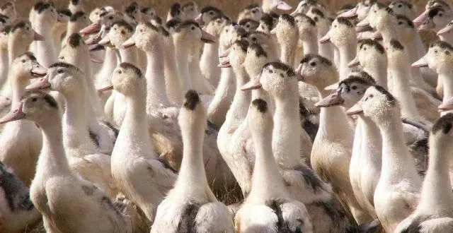photo  660 canards ont été abattus dans un élevage de maine-et-loire après la découverte d’un foyer d’influenza aviaire.  &copy;  archives po 