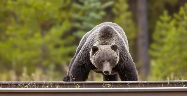 photo  tous les grizzlys ne sont pas encore entrés en hibernation. deux d’entre eux fascinent, au canada.  &copy;  photo illustration : getty images 