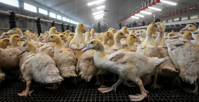 photo  660 canards gras ont été abattus dans une exploitation de la chapelle-du-genêt, dans les mauges, après la découverte d’un foyer d’influenza aviaire.  &copy;  archives ml – denis lambert 