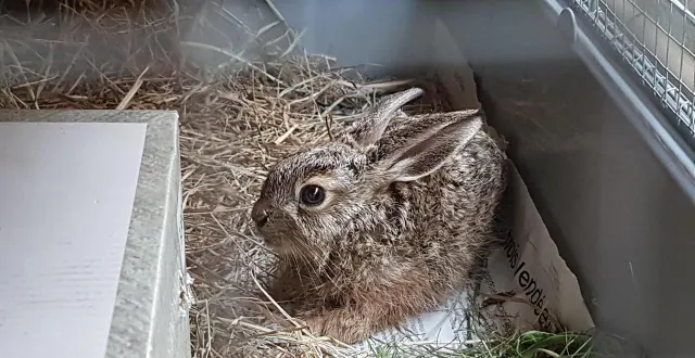 photo  deux lapins ont été retrouvés dans la maison, dont un mort.  &copy;  illustration e.g. 