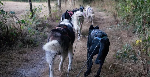 photo  près de 500 chiens de traîneau sont attendus au mans ce week-end des 22 et 23 novembre 2025 (photo d’illustration).  &copy;   archives ouest-france 