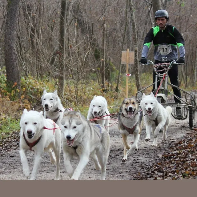 photo des courses de chiens de traîneau se disputeront, ce week-end, à l’arche de la nature, au mans.  ©  archives ouest-france