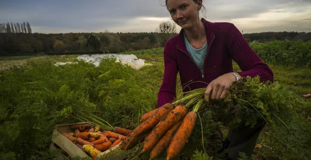 photo  évelyne vient d’extirper d’une terre sableuse à souhait quelques carottes. elles seront vendues en direct, en biocoop, ou sur les marchés.  &copy;  le maine libre-denis lambert 