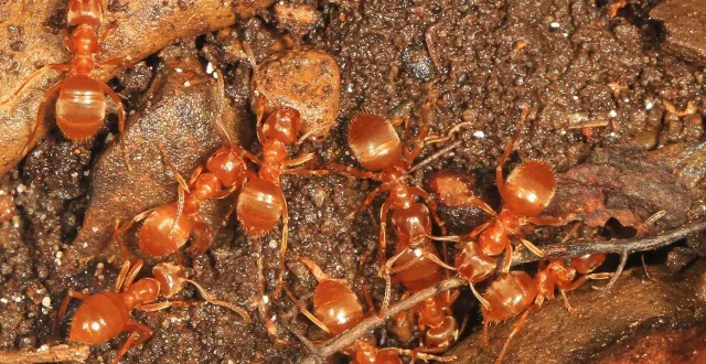 photo  des fourmis citronnelles (lasius umbratus), forêt domaniale de green ridge, flintstone, maryland.  &copy;  judy gallagher / wikimedia commons 