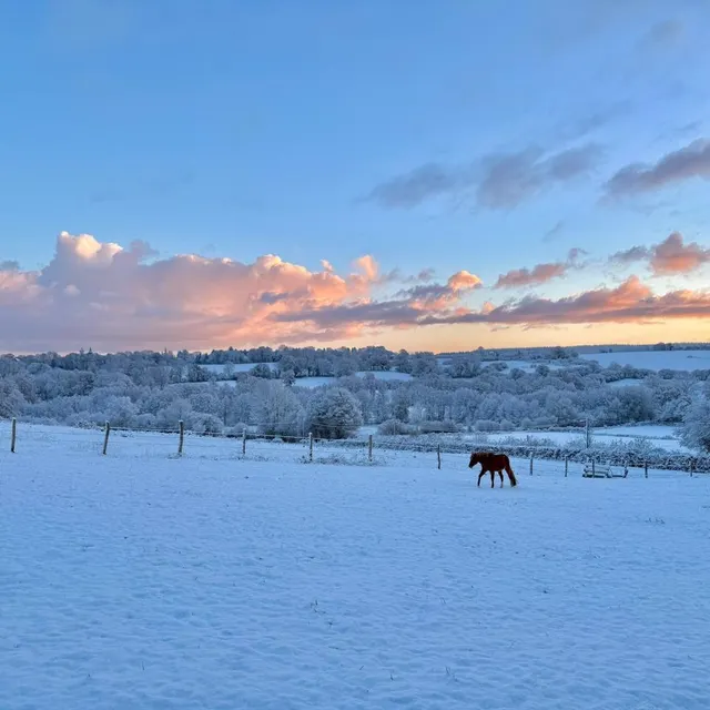 photo à saint-sauveur-de-carrouges, un autre cheval admire le ciel orange et bleu.  ©  photo fournie par charles peucelle