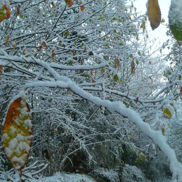 photo la forêt s’est aussi parée d’un joli manteau blanc, comme ici aux rives-d’andaine (orne).  ©  photo fournie par julie mano