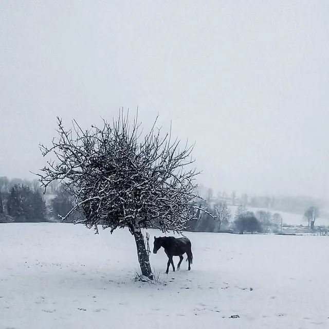 photo neige dans un champ de l’orne.  ©  photo fournie par edgard dival