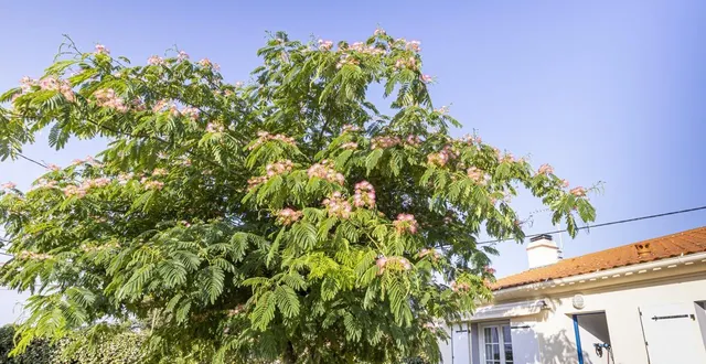 photo  les arbres mesurant plus de deux mètres de hauteur doivent être plantés à au moins 2 mètres de la limite séparative avec le terrain voisin (photo d’illustration).  &copy;  afp 