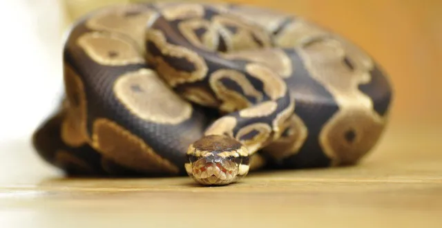 photo  le python réticulé de 60 kg aurait atteint le toit de la maison en grimpant à un arbre.  &copy;  photo d’illustration : pixabay 