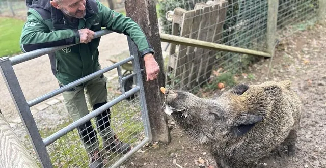 photo  la justice a tranché. menacé d’euthanasie, le sanglier gamin qui avait été recueilli il y a deux ans va pouvoir rester dans sa famille d’adoption de crulai dans l’orne.  &copy;  ouest-france 