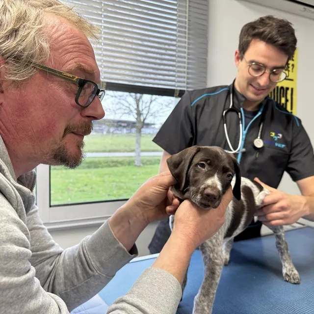 photo tous les chiots ont passé la visite des deux mois avec le dr pierre-louis bergez, de saint-julien-sur-sarthe.  ©  ouest-france