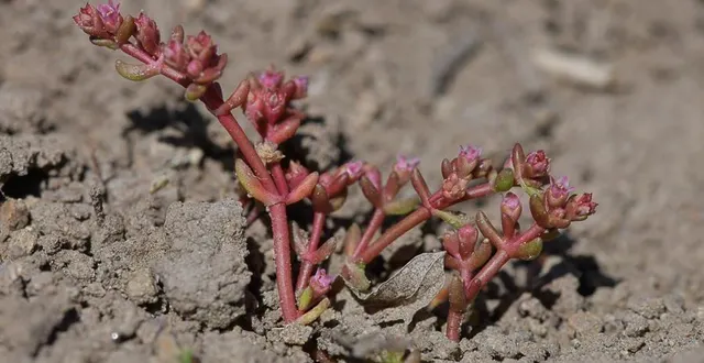 photo  la crassule de vaillant est menacée de disparition en pays de la loire.  &copy;  ouest-france 