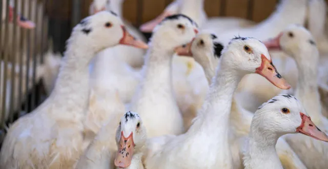 photo  des canards dans un élevage situé dans le département du gers.  &copy;  david ademas / archives ouest-france 