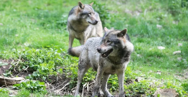 photo  un millier de loups sont installés dans les massifs français, selon une estimation de l’état.  &copy;  archives afp 